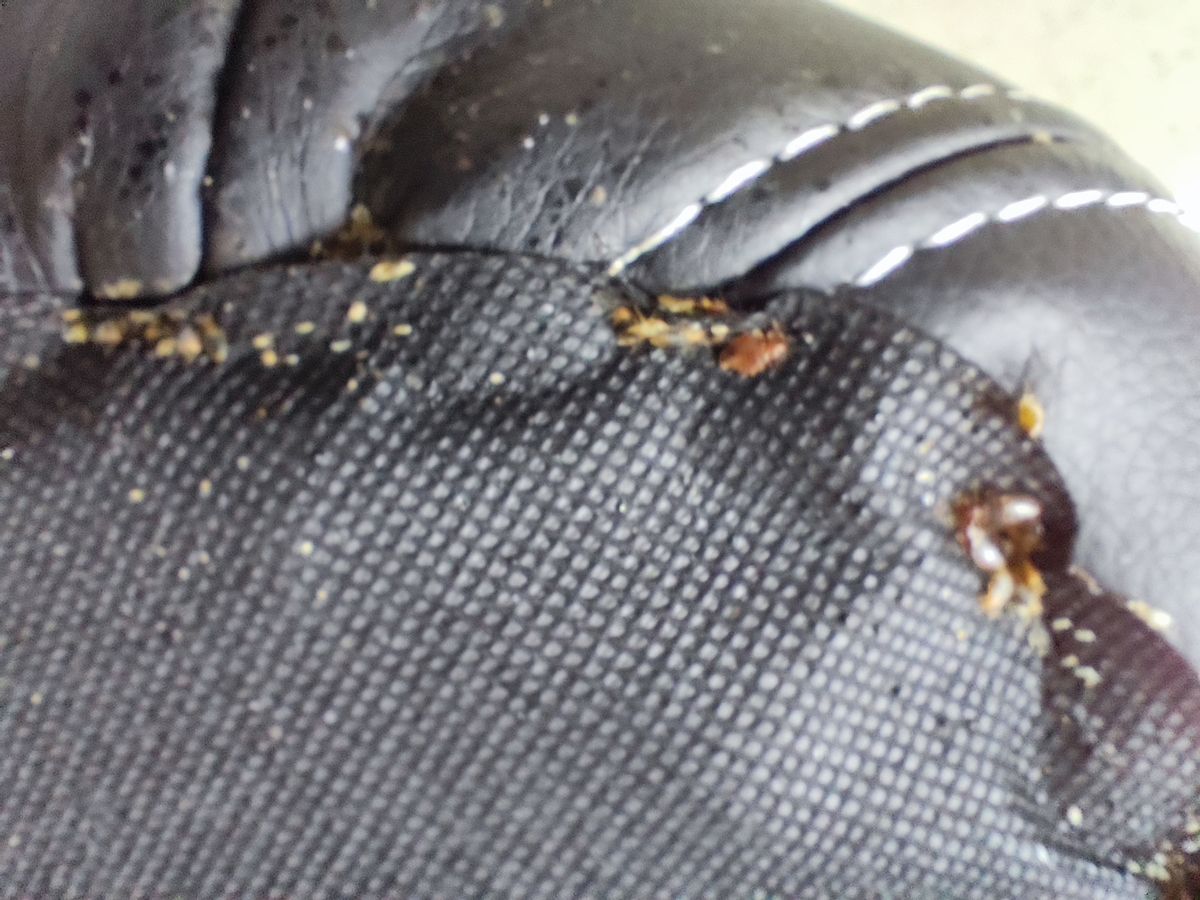 床蝨處理 Bedbugs Control