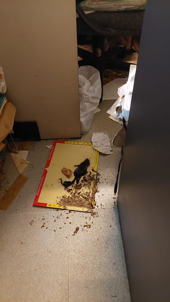 鼠患控制 Rodent Control