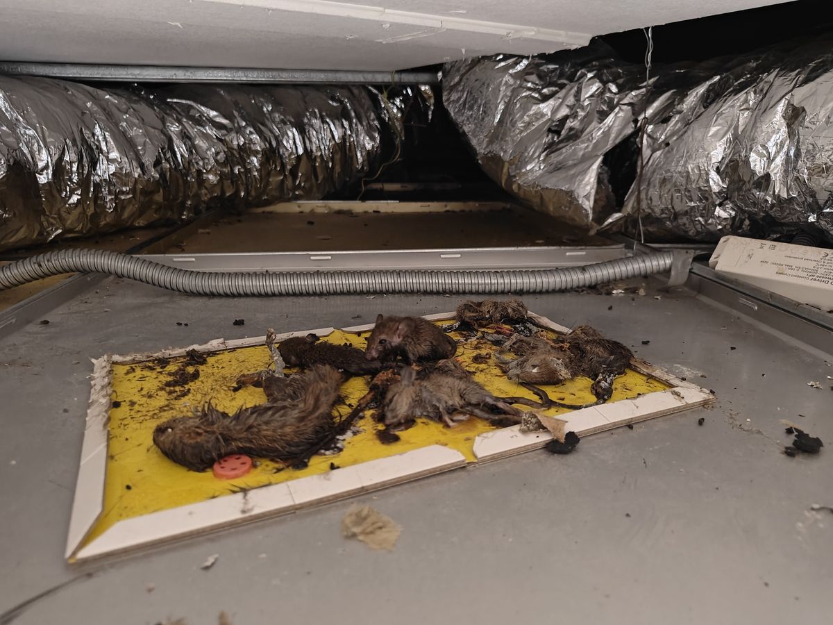 鼠患控制 Rodent Control