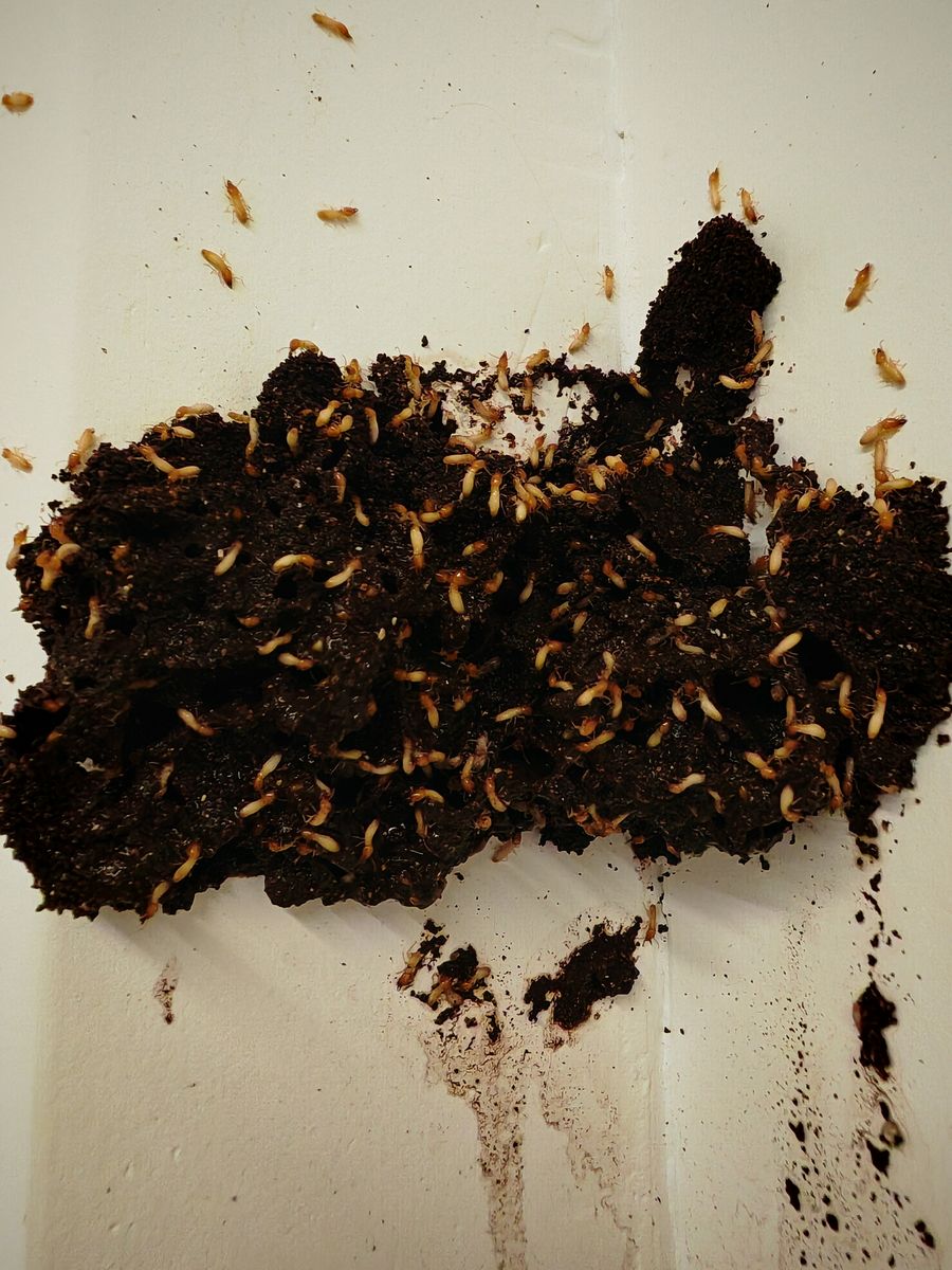 白蟻治理 Termite Control